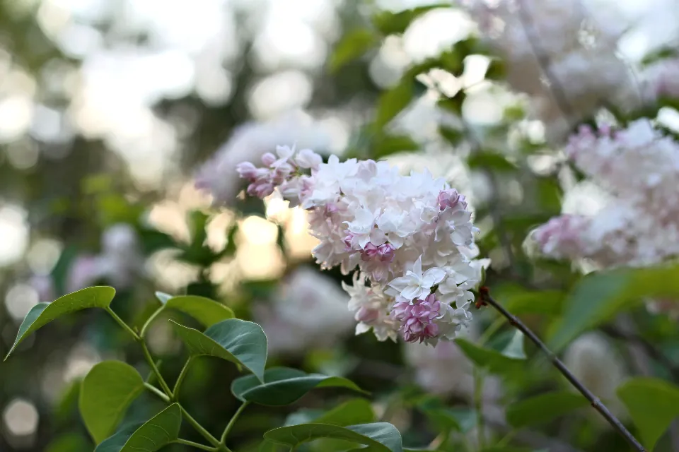 White and pale purple lilacs on a branch
