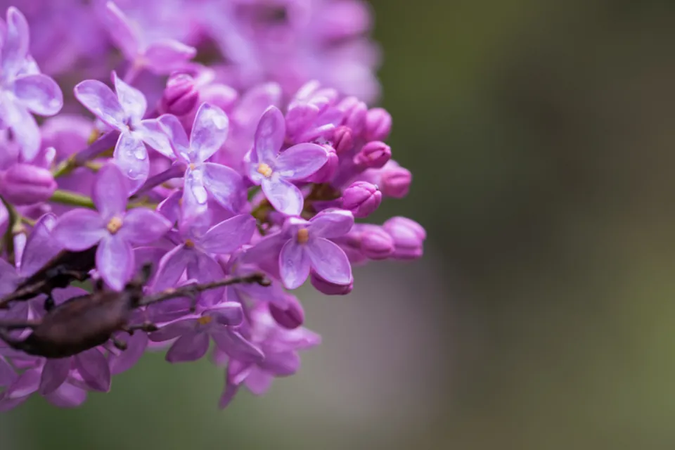 Close-up of purple lilac blossoms